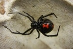 Black Widow