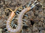 Pillbugs/ Sowbugs, Earwigs, Millipedes, Centipedes, Snails/ Slugs, Crickets